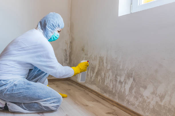 Licensed Basement Mold Remediation service in Milroy, PA - WQB Mold Removal
