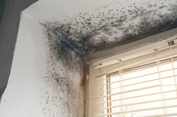 Affordable Basement Mold Remediation solutions in Milroy, PA