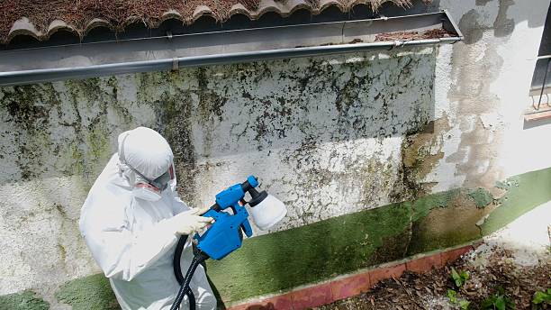 Top rated local Basement Mold Remediation specialists in Milroy, PA